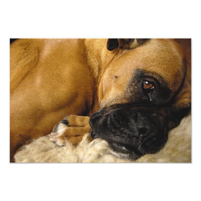 Detaljer för en Boxer Fototryck (Framsidan)