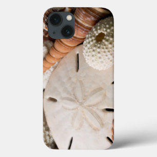 Detaljer om Seashells från Värld runt