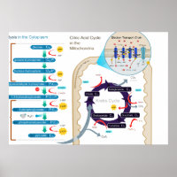 Detaljerad bild av cellulär respiration