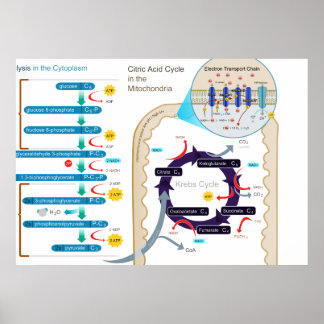 Detaljerad bild av cellulär respiration poster