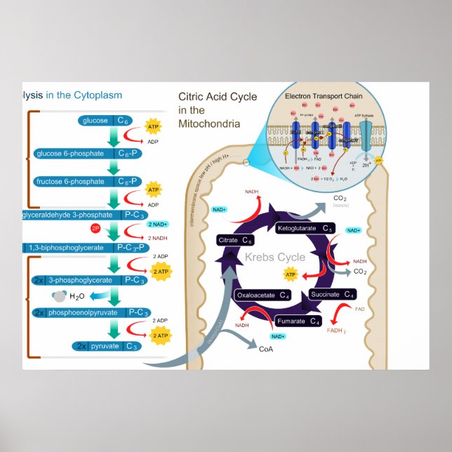 Detaljerad bild av cellulär respiration poster (Framsidan)