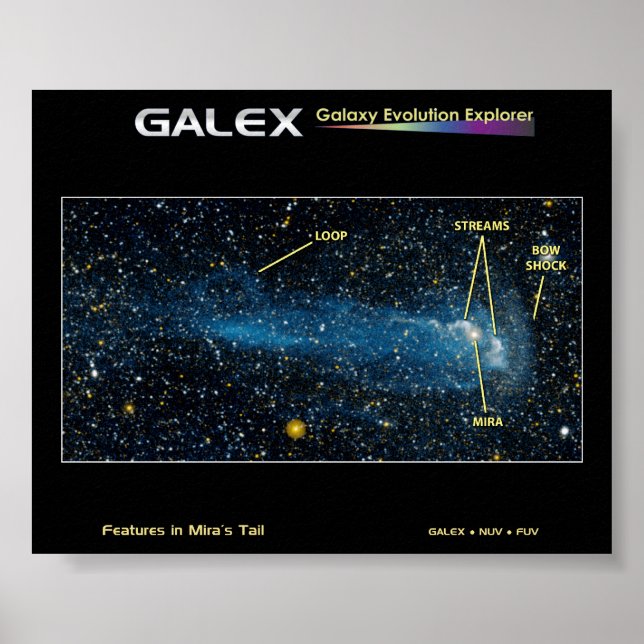 Detaljerad Star Mira med Svan Poster (Framsidan)