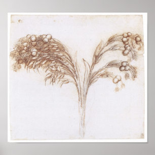 Detaljerad Teckning i Long Stemmed Plant, Da Vinci Poster