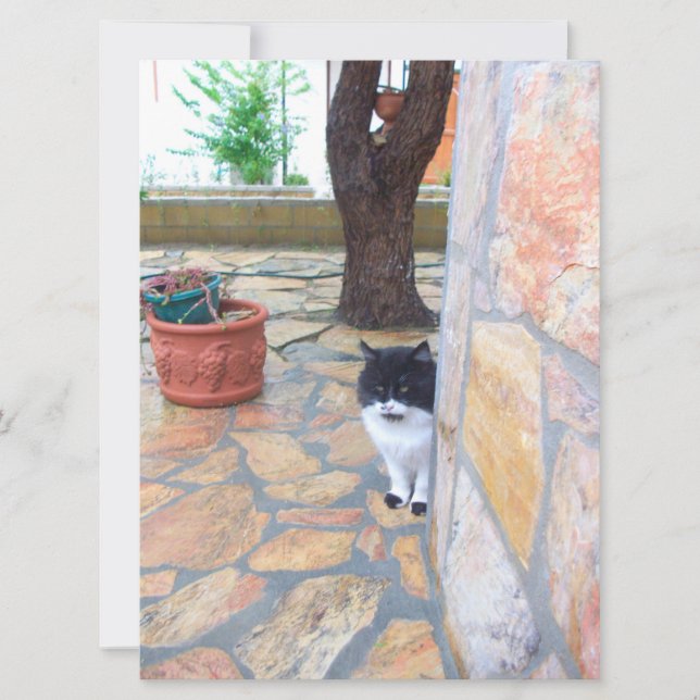 DETEKTIV KATT BAKOM STONSKALEN (Framsida)