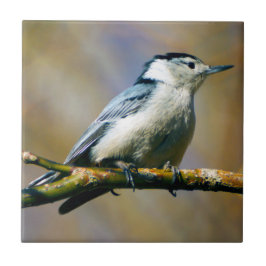DetGick mot keramiska fotoet för nuthatchen Kakelplatta