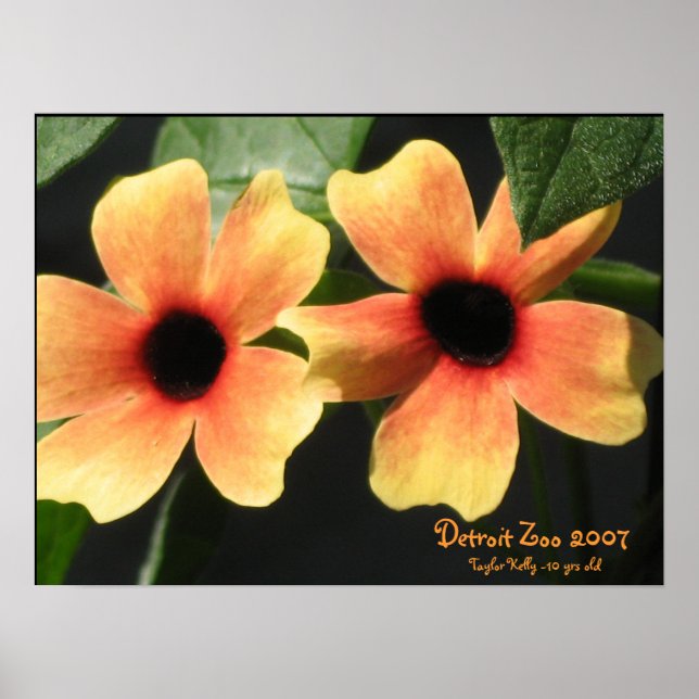 Detroit Zoo Poster (Framsidan)