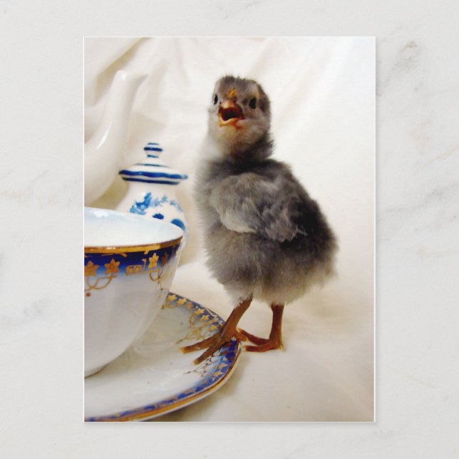 "Detta ingår inte i mitt kontrakt" säger chicken Vykort (Framsida)