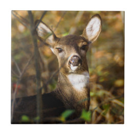 DetTailed keramiska fotoet för hjort belägger med Kakelplatta