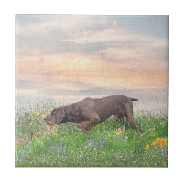 Deutsch Drahthaar Kakelplatta (Framsidan)