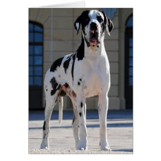Deutsche Dogge,gefleckt,Harlekin,Great Dane,Dogue OBS Kort