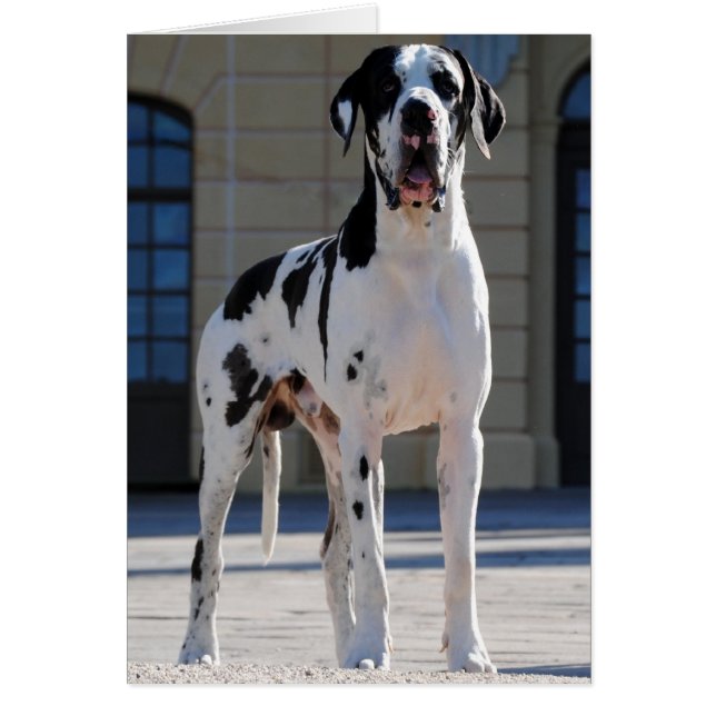 Deutsche Dogge,gefleckt,Harlekin,Great Dane,Dogue OBS Kort (Framsidan)