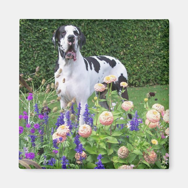 Deutsche Dogge, Great Dane,Hunde,Dogue Allemand Magnet (Framsidan)