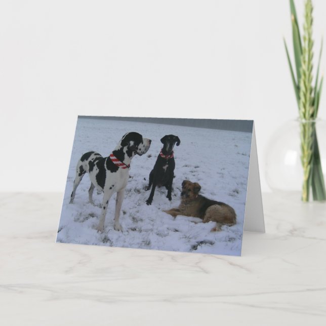 Deutsche Dogge, Great Dane,Hunde,Weihnachten Helgkort (Framsida)
