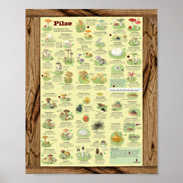 "Deutschland: 2020 - Das große PILZe Bestimmungs- Poster (Framsidan)