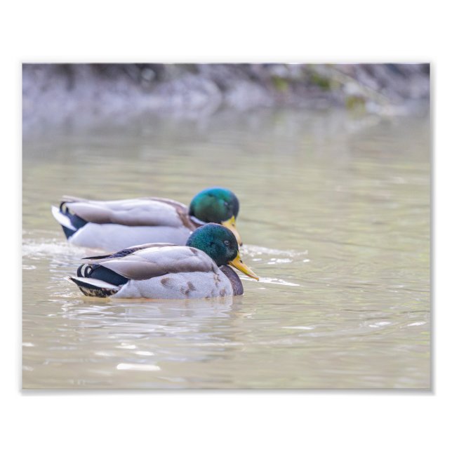Deux canards colvert fototryck (Framsidan)