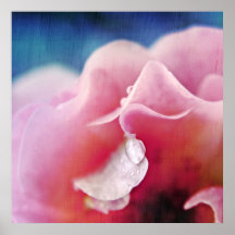 Devera droppar på Abstrakten Rosa ros Macro