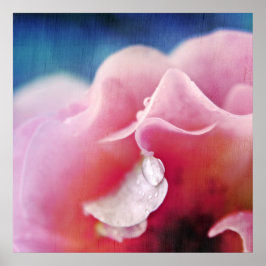 Devera droppar på Abstrakten Rosa ros Macro Poster