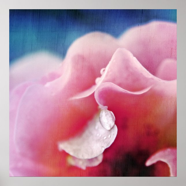 Devera droppar på Abstrakten Rosa ros Macro Poster (Framsidan)
