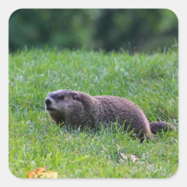 Devil's Hole Digger Fyrkantigt Klistermärke