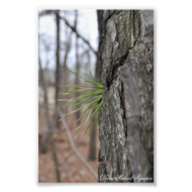 Devin Michael Figueroa 00010 Fototryck (Framsidan)