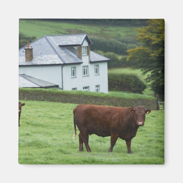 Devon, England Magnet (Framsidan)