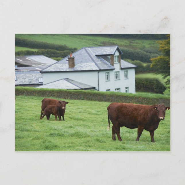 Devon, England Vykort (Framsida)