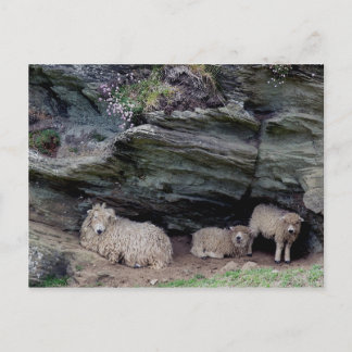 Devon Long Wool Sheep Family Shelting Vykort