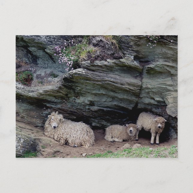 Devon Long Wool Sheep Family Shelting Vykort (Framsida)