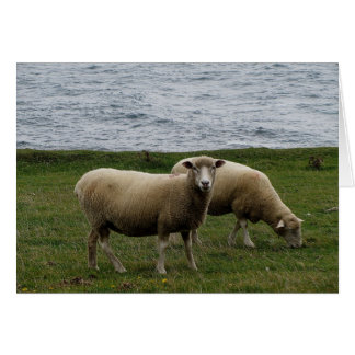 Devon longwool får på avlägsna södra devon kusten OBS kort