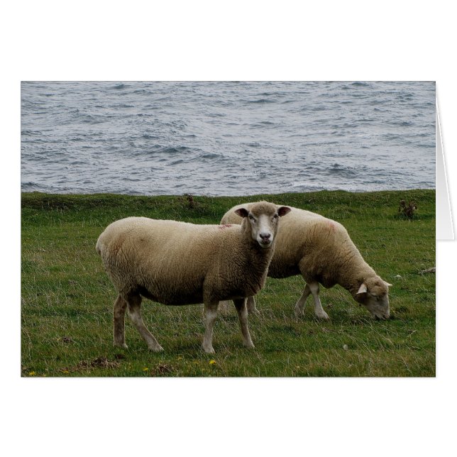 Devon longwool får på avlägsna södra devon kusten OBS kort (Framsidan Horizontal)