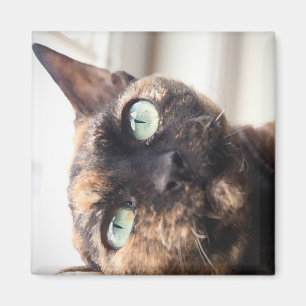 Devon Rex kattmagnet Magnet