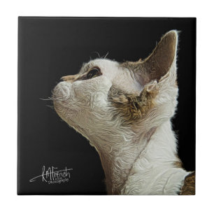 Devon Rex kattunge Kakelplatta