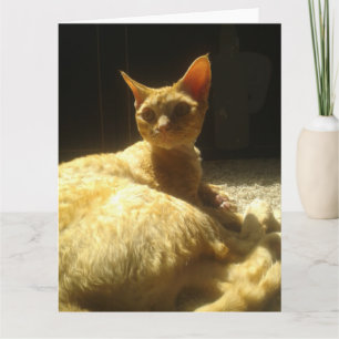 devon rex-orange kort
