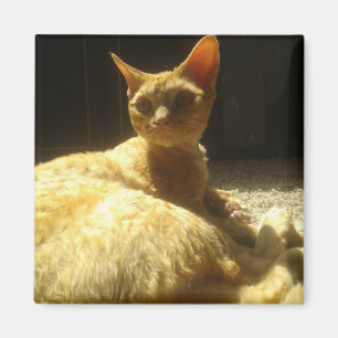devon rex-orange magnet