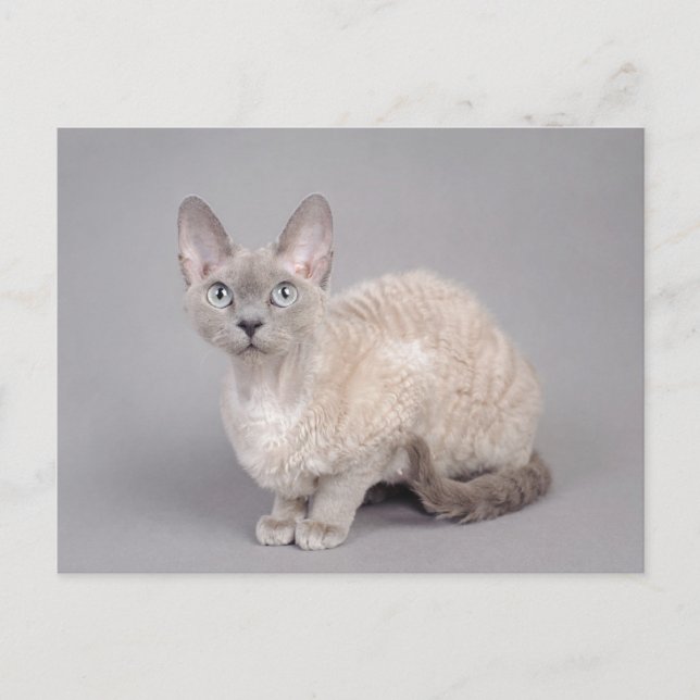 Devon rex vykort (Framsida)
