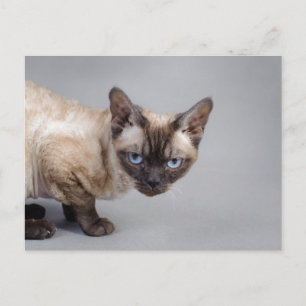 Devon rex vykort