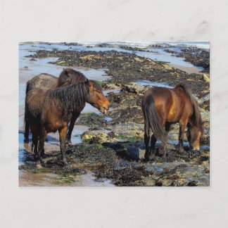 Devon Three Dartmoor Ponies Enjoying Beach Vykort