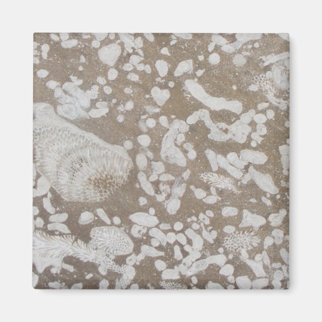Devonic Fossil Brown & White Magnet (Framsidan)