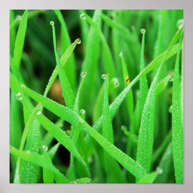 Dew Crowned Grass Poster (Framsidan)