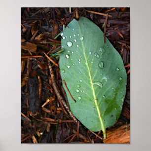 Dew Dappled Löv Poster