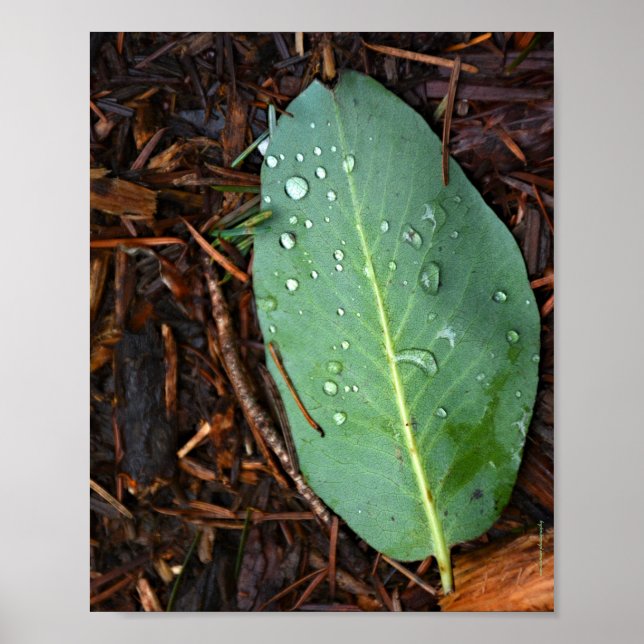 Dew Dappled Löv Poster (Framsidan)