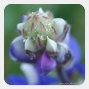 Dew Dappled Lupine Fyrkantigt Klistermärke