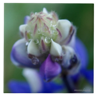 Dew Dappled Lupine Kakelplatta