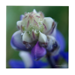 Dew Dappled Lupine Kakelplatta