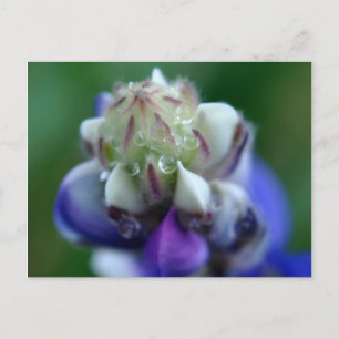 Dew Dappled Lupine Vykort