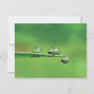 Dew Drocks på Grönt Grass Peacval Nature Vykort