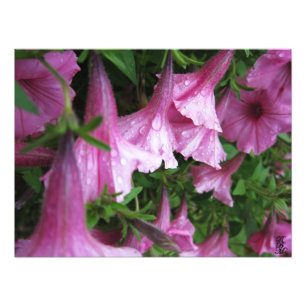 Dew Drocks på Rosa Flowers Fototryck