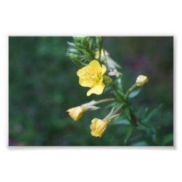 Dew Drop Intimate Fototryck