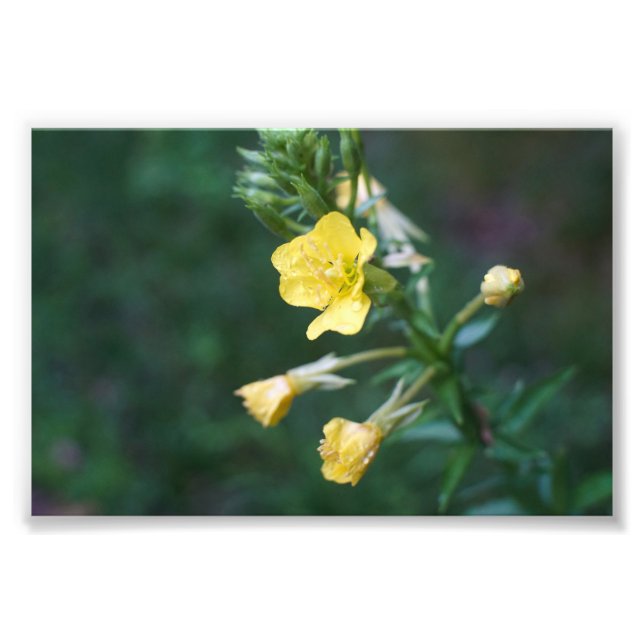 Dew Drop Intimate Fototryck (Framsidan)