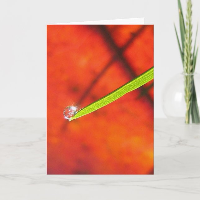 Dew Drop om Grönt Grass Peace Meditaiae Kort (Framsida)